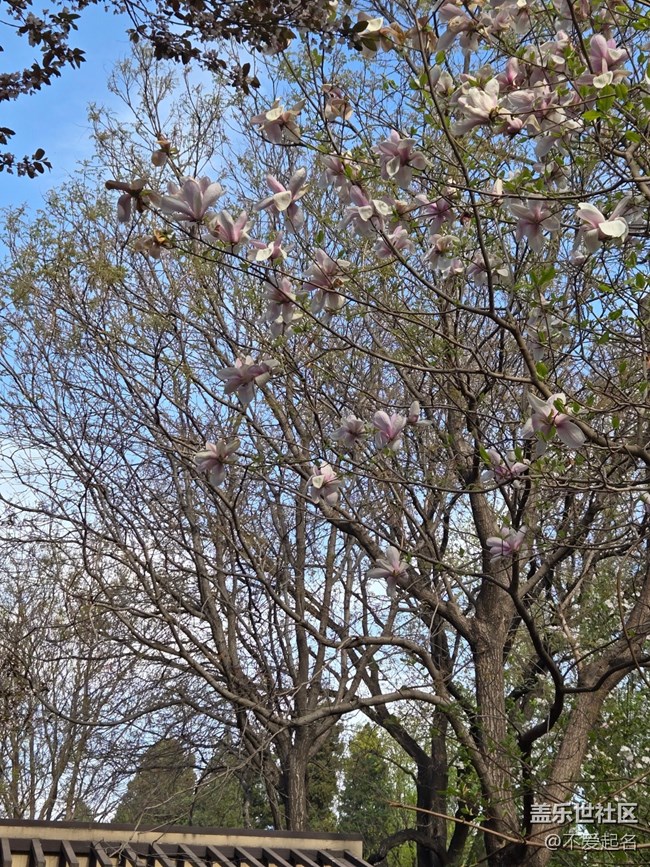 【拈花拾趣】花潮涌動(dòng)