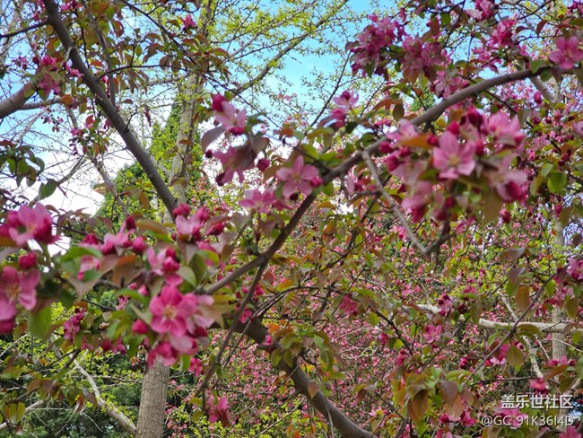 【拈花拾趣】花滿天