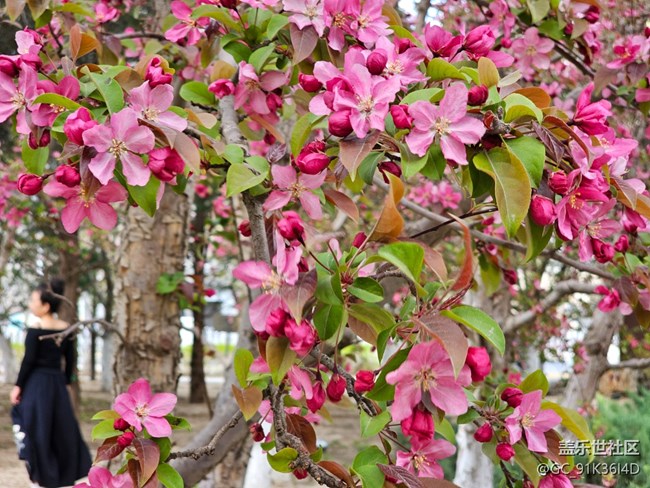 【拈花拾趣】花滿天