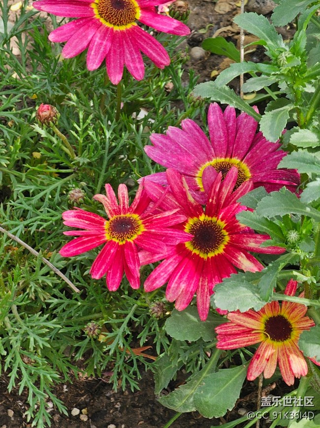【拈花拾趣】午后的公園
