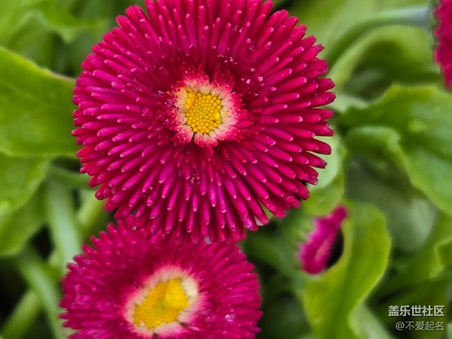 【拈花拾趣】花開成詩