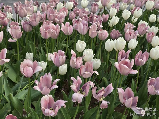 【拈花拾趣】遠(yuǎn)觀近賞