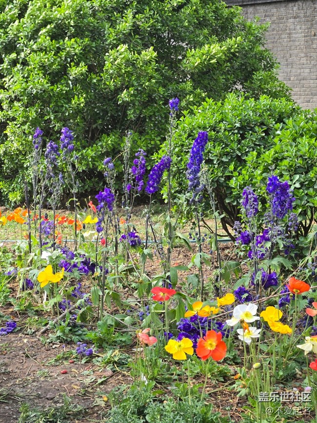 【拈花拾趣】穿行花海