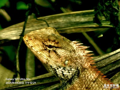 偶遇蜥蜴隨拍
