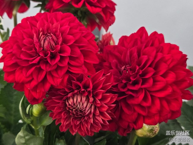 【拈花拾趣】朵朵花盛開(kāi)