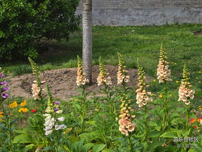 【拈花拾趣】穿行花海