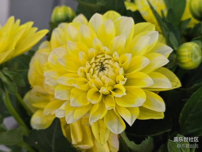 【拈花拾趣】群芳爭艷