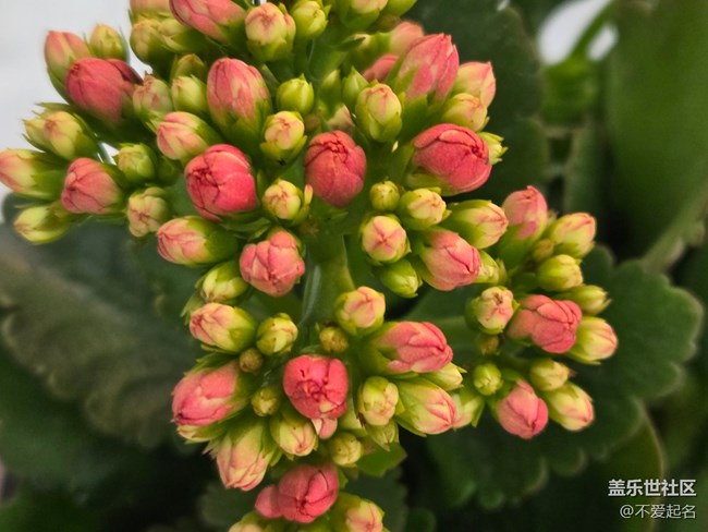 【拈花拾趣】朵朵花盛開(kāi)