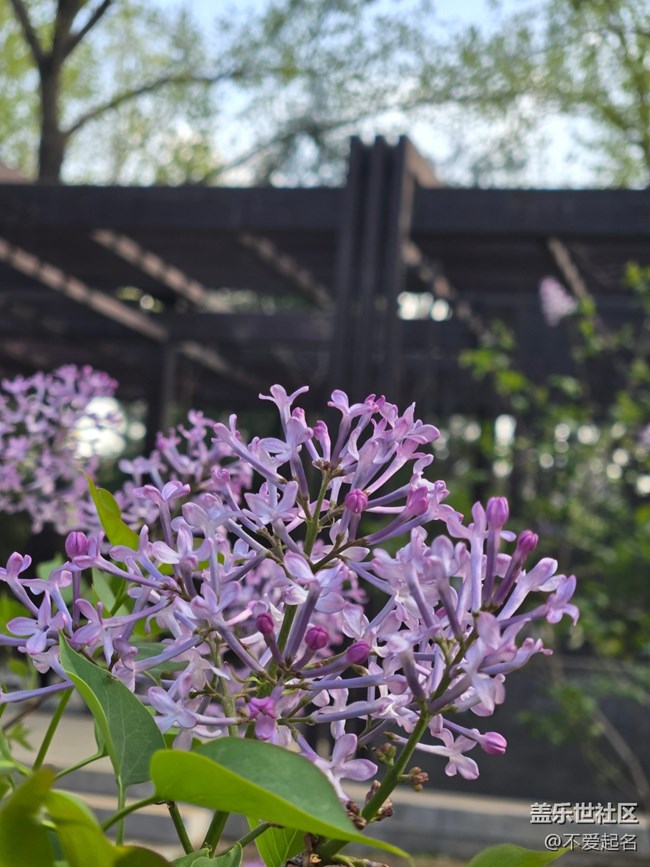 【拈花拾趣】春花爛漫