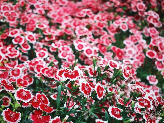 【春日盛景】春天里