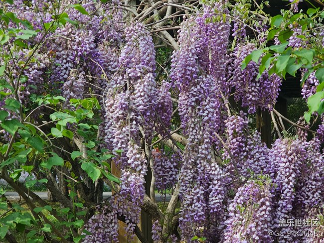 【拈花拾趣】紫花
