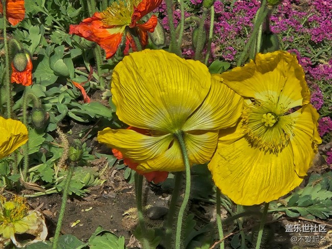 【拈花拾趣】繽紛花海