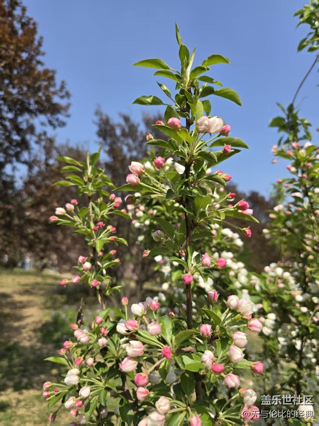 【拈花拾趣】含苞待放的美