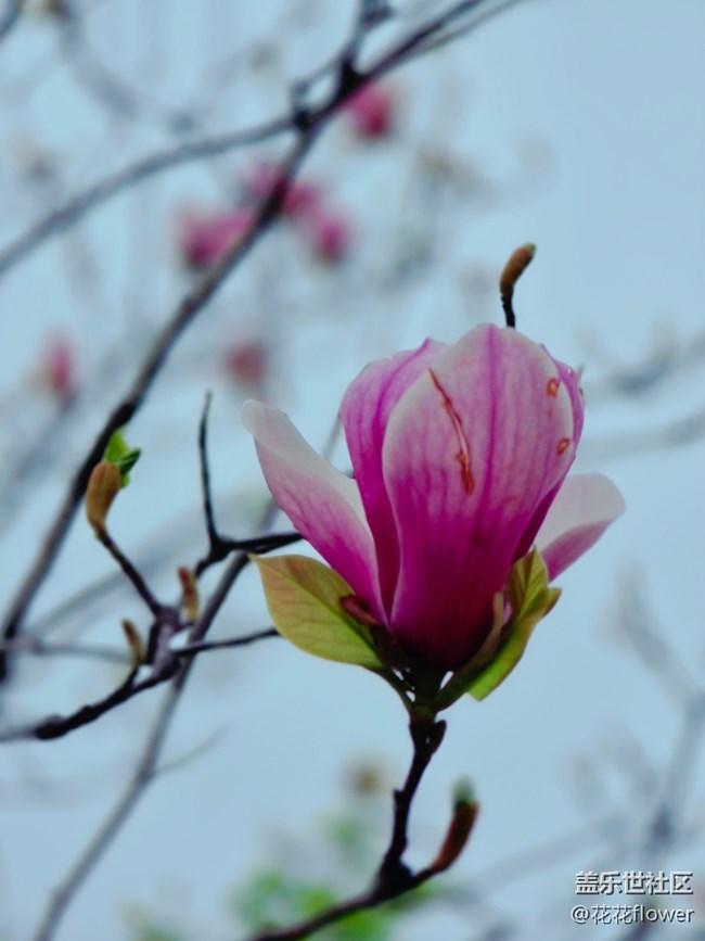 【拈花拾趣】+紫玉蘭