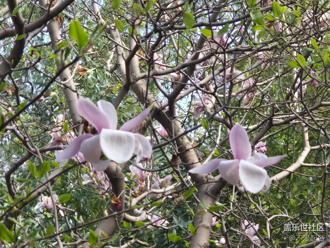 【拈花拾趣】花潮涌動(dòng)