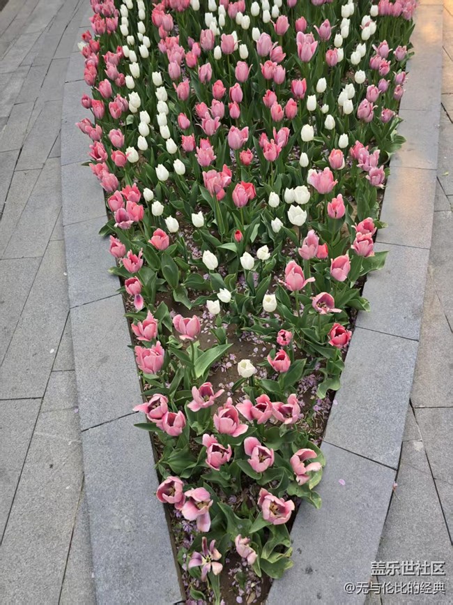 【拈花拾趣】遠(yuǎn)觀近賞