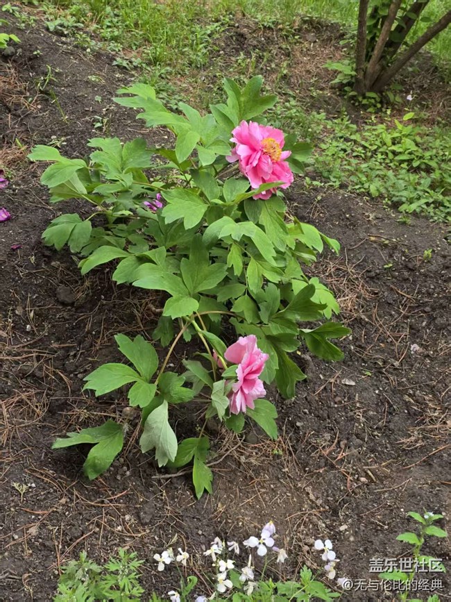 【拈花拾趣】連翹與牡丹