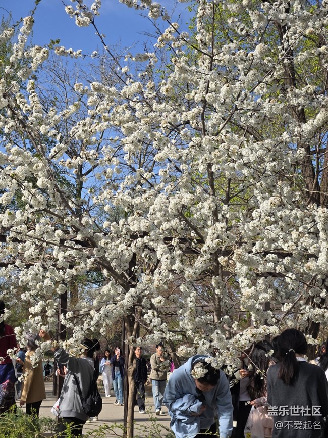 【拈花拾趣】花飄香
