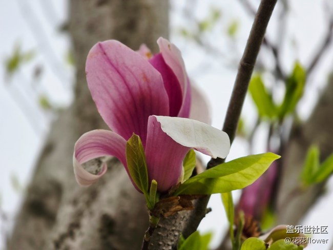 【拈花拾趣】+紫玉蘭
