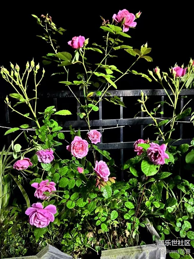 【春日盛景】花兒開