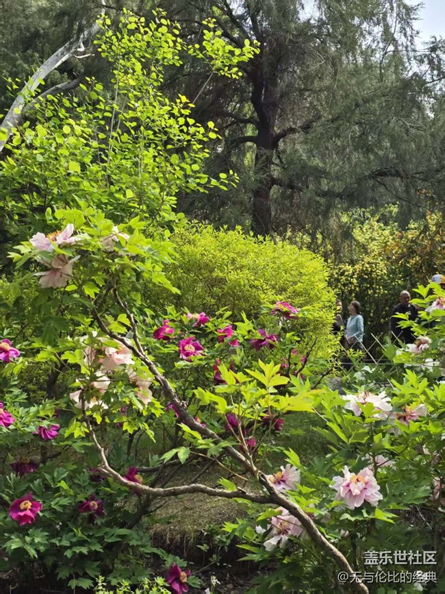 【拈花拾趣】鮮花離不開綠葉
