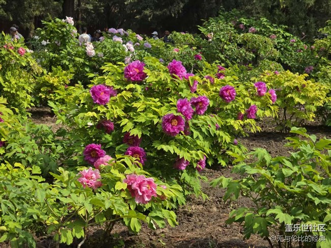 【拈花拾趣】紅墻邊的牡丹