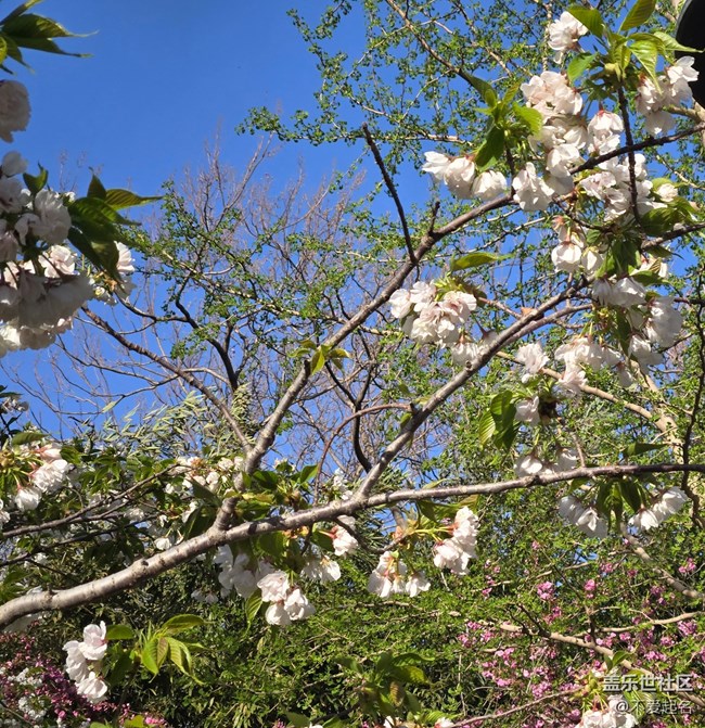 【拈花拾趣】漫步繁花