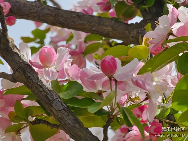 【拈花拾趣】花枝亂顫