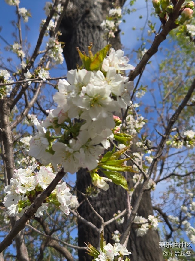 【拈花拾趣】花飄香