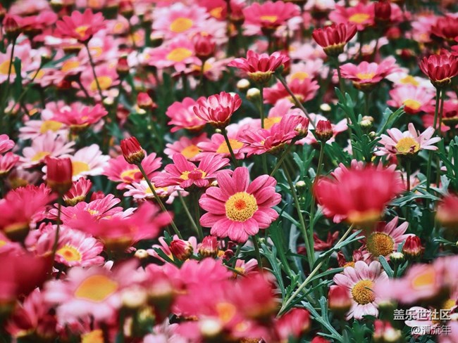 【春日盛景】春天里