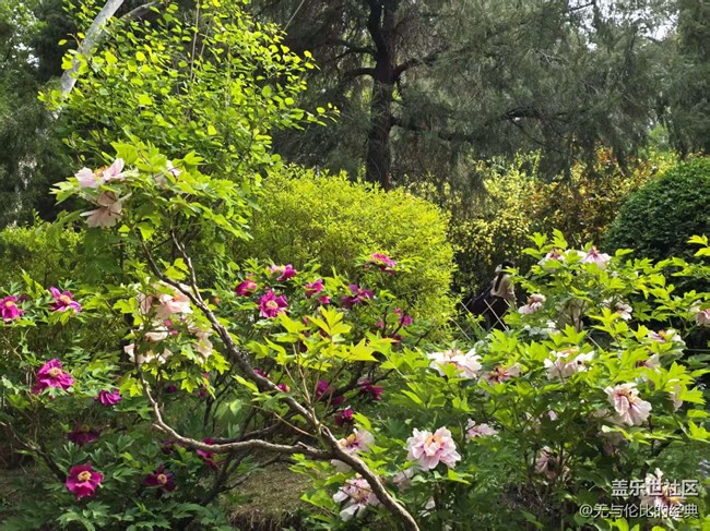 【拈花拾趣】連翹與牡丹