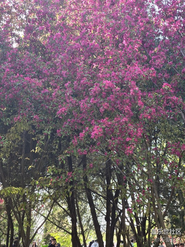 【拈花拾趣】花影婆娑