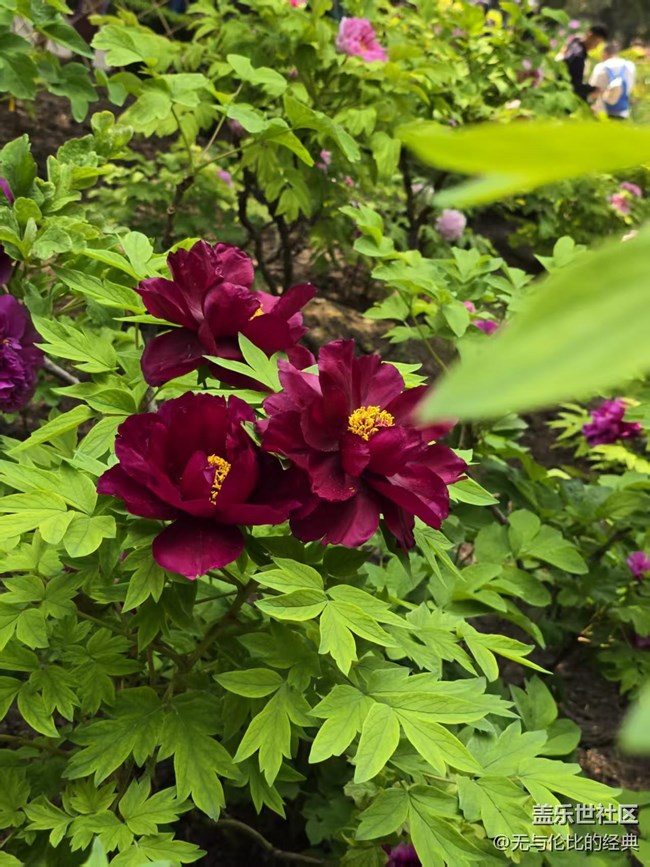 【拈花拾趣】牡丹仙子之瑞春花開