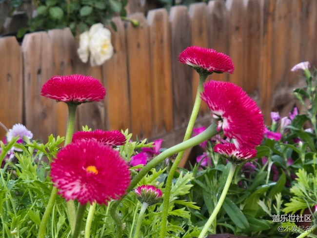 【拈花拾趣】花開成詩