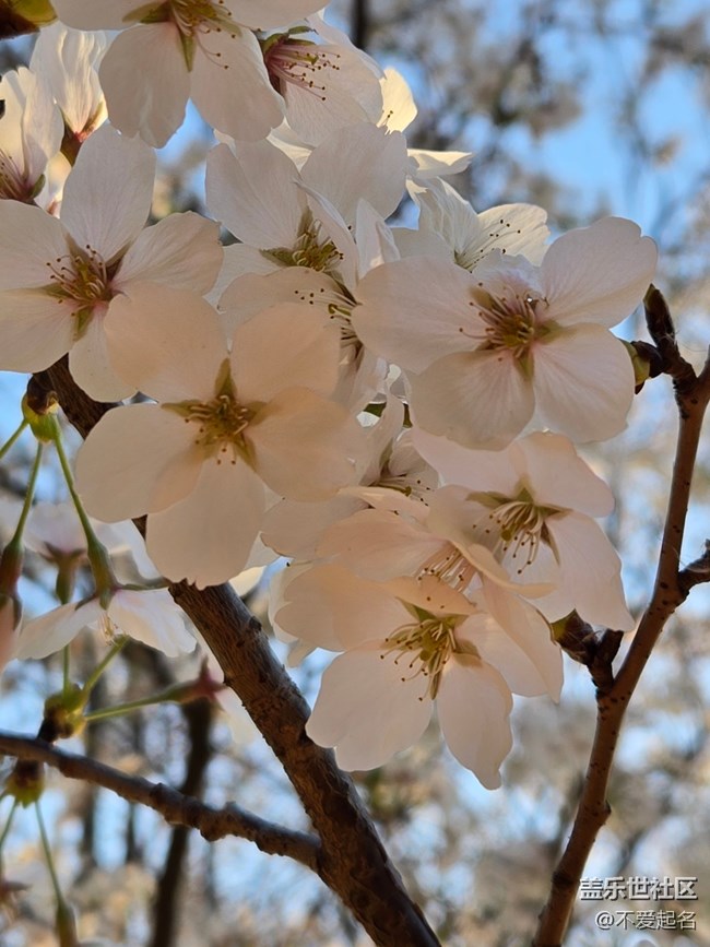 【拈花拾趣】花團錦簇