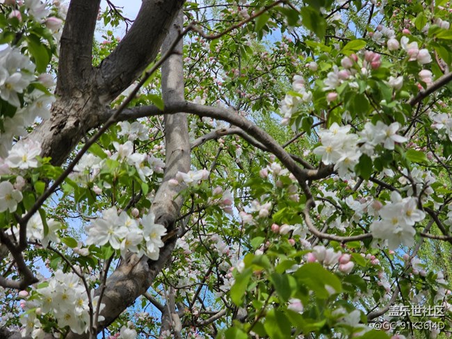 【拈花拾趣】入林觀花