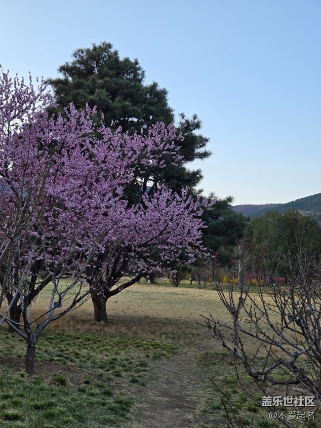 【拈花拾趣】花潮涌動