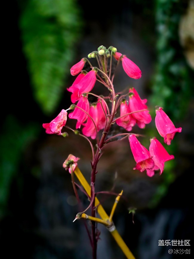 #擁抱大自然——不知名的花