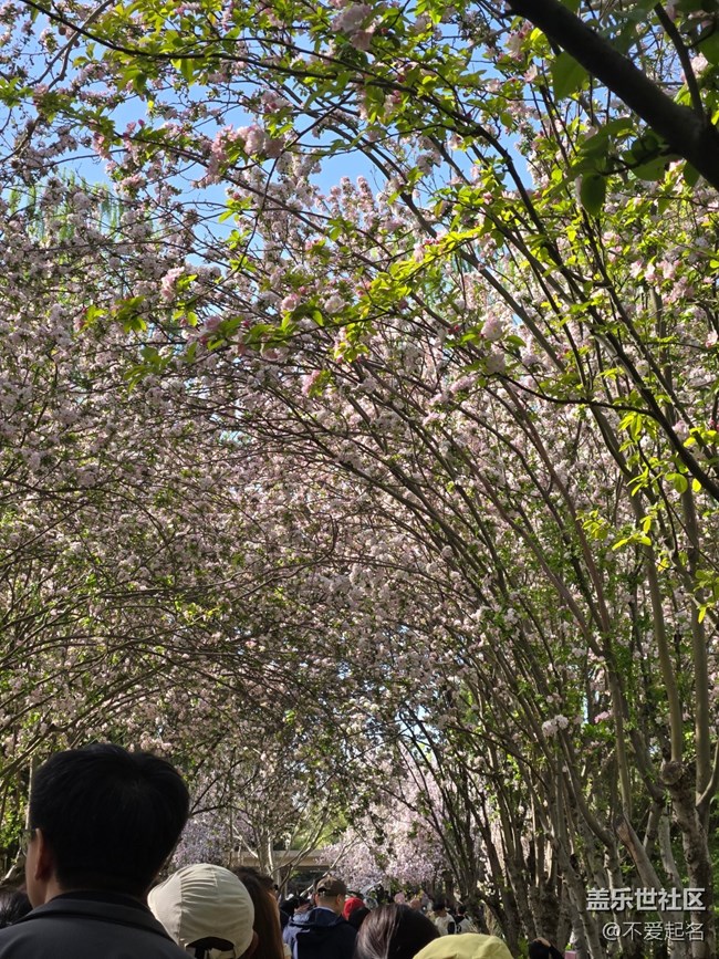 【拈花拾趣】花綻如星