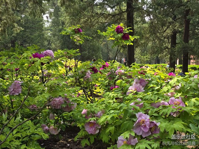 【拈花拾趣】牡丹仙子之瑞春花開