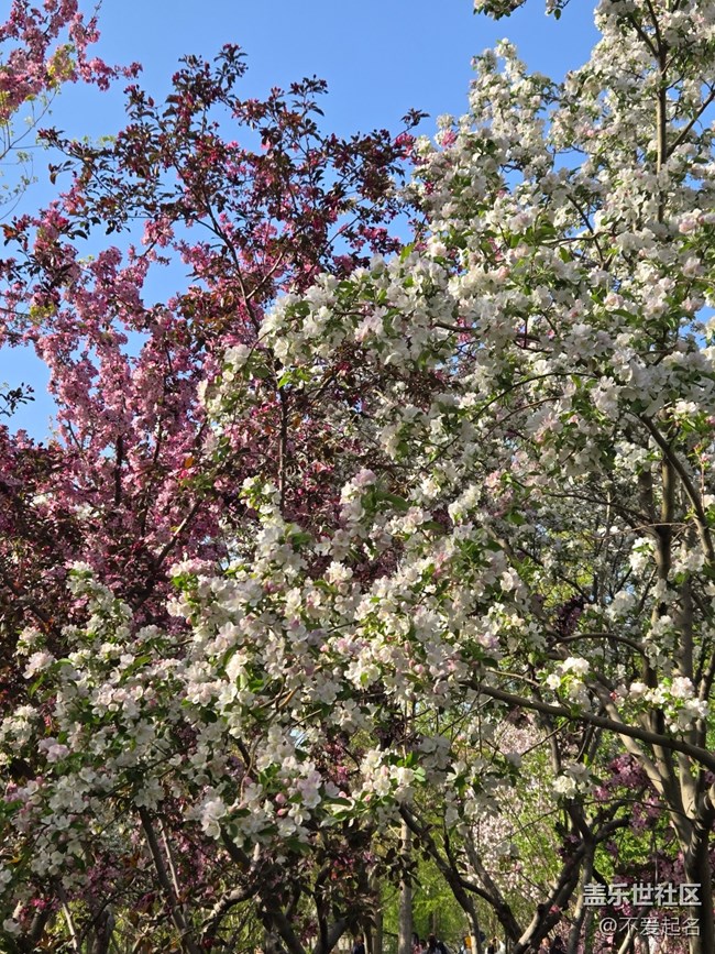 【拈花拾趣】櫻海如潮