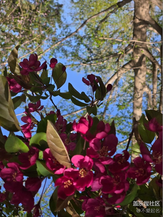 【拈花拾趣】繁花似錦