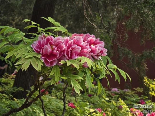 【拈花拾趣】唯有牡丹爭國色