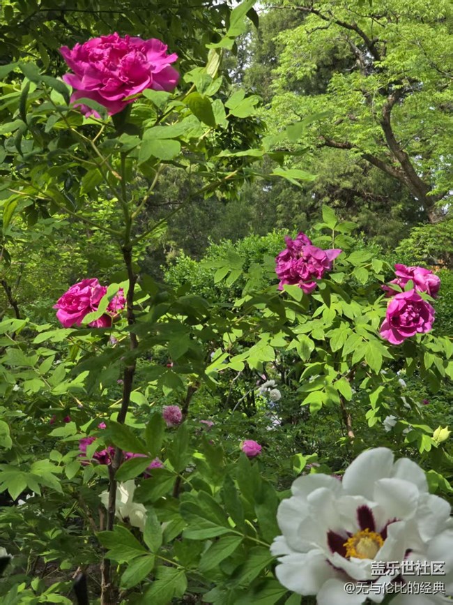 【拈花拾趣】千姿百態(tài)