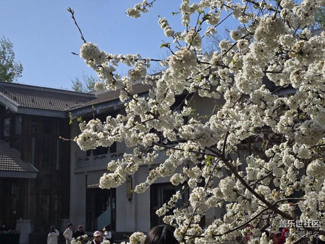 【拈花拾趣】花飄香