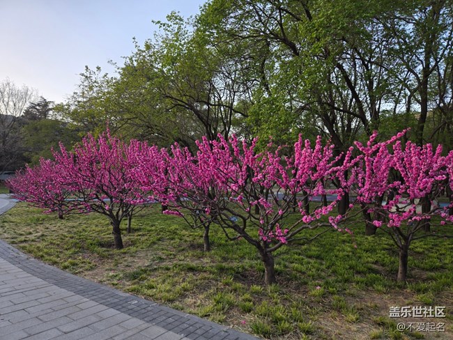 【拈花拾趣】花開似霞