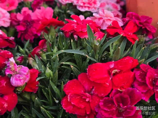 【拈花拾趣】百花齊放