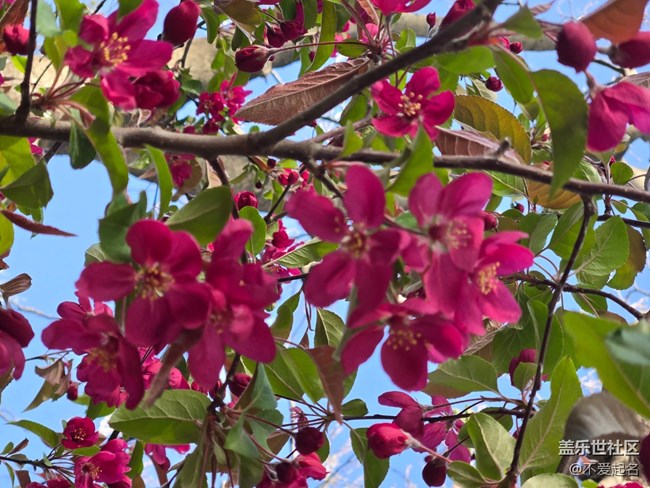 【拈花拾趣】群芳爭(zhēng)艷