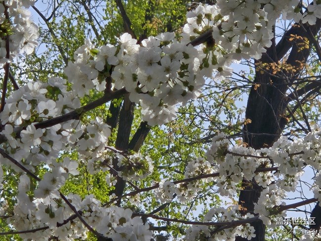 【拈花拾趣】花飄香