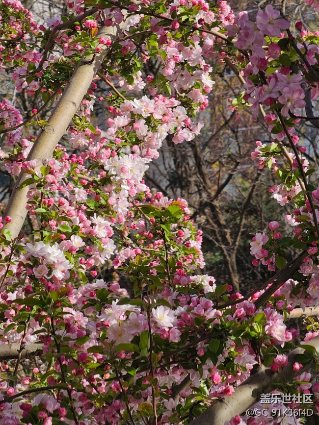 【拈花拾趣】花里花外